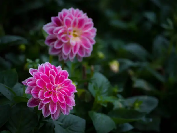 Pink Dahlia Figaro flower in garden with copy space, Low key Tone