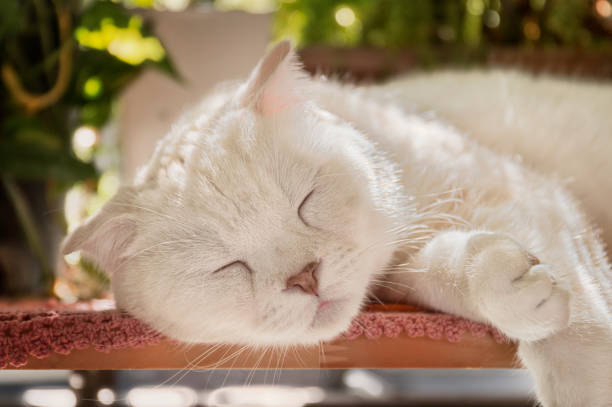 istock White cat sleeping in the sunlight 639297636