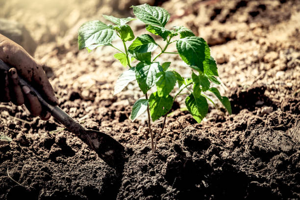 istock Man hand planting young tree with shovel on black soil 639300132