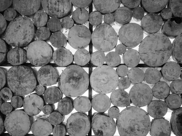 black and white of stack wooden wall texture background, wall to cut down the tree. Wall decorated with cut down a tree