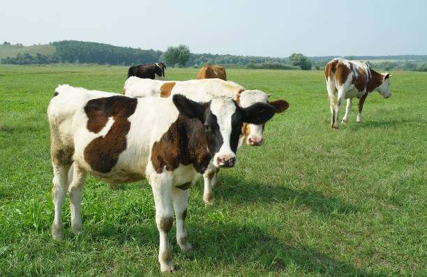 istock calves on a summer pasture 639300870