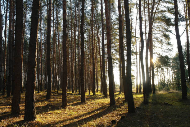 istock Morning in pine forest 639302752
