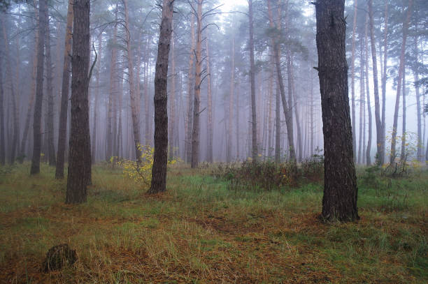 istock Pines in the forest with misty morning 639302830