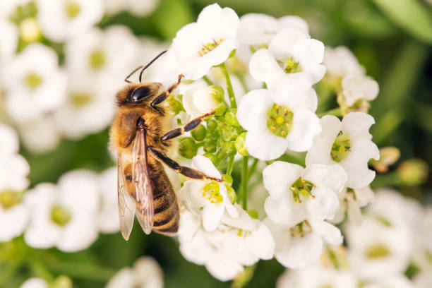 istock macro shot with bee on flower collecting pollen 639303850