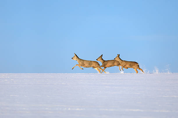 does running on snowy horizon running three roe, European roe deer (Capreolus capreolus) on snowy horizon with blue sky. Czech Republic, europe wildlife roe deer frost stock pictures, royalty-free photos & images