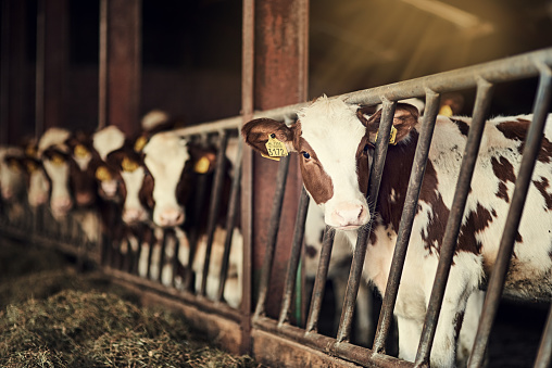 Shot of a group of cows standing inside a pen in a barn