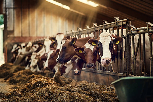 Breakfast is served Shot of a group of cows standing inside a pen in a barn enclosure stock pictures, royalty-free photos & images