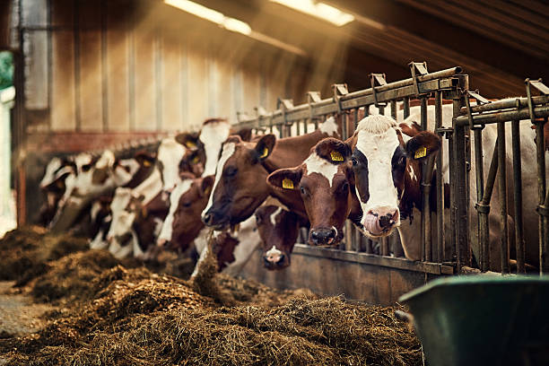 Breakfast is served Shot of a group of cows standing inside a pen in a barn dairy herd stock pictures, royalty-free photos & images