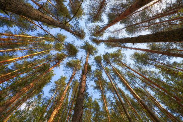 istock Forest abstraction of trees. Look up. 639310262