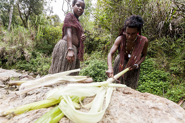 Dani  women extracting salt  in Wamena, Papua New Guinea. Wamena,  Indonesia - January 10, 2010: Dani  women extracting salt in the Baliem Valley. It is traditional salt extraction from salt sources using stalks of plants.  Wamena.  Indonesia.  Papua New Guinea. dani stock pictures, royalty-free photos & images