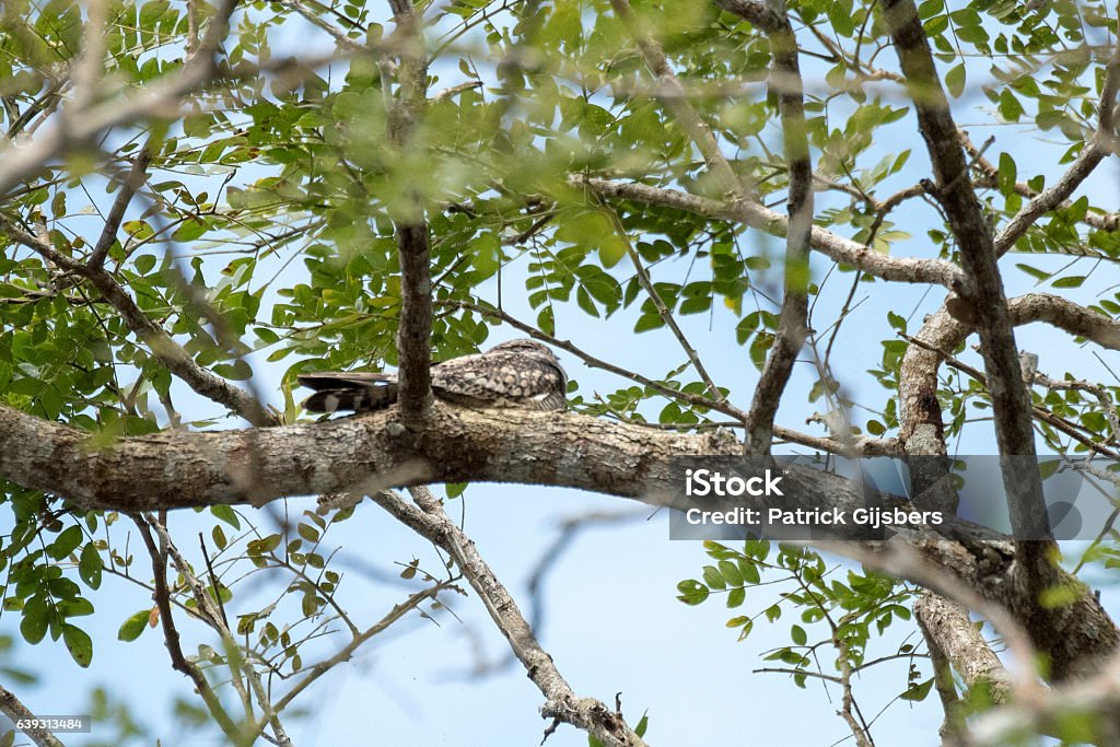 Lesser nighthawk Name: Lesser Nighthawk  Animal Stock Photo