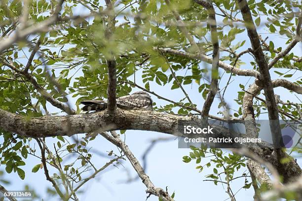 Lesser Nighthawk Stock Photo - Download Image Now - Animal, Animal Wildlife, Animals In The Wild