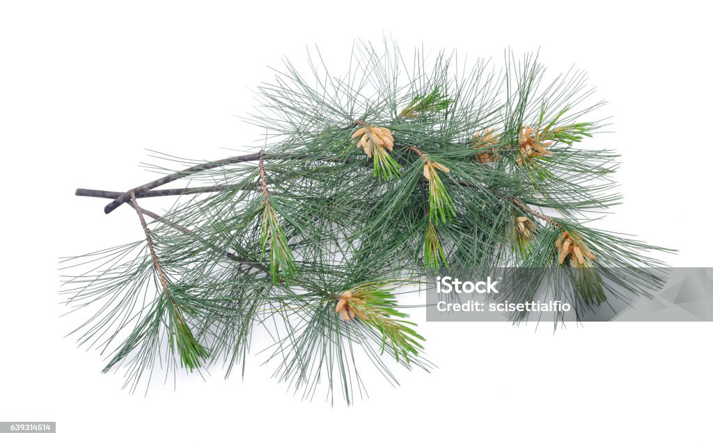 Swiss stone pine Swiss stone pine branch isolated on white Pinus Cembra Stock Photo