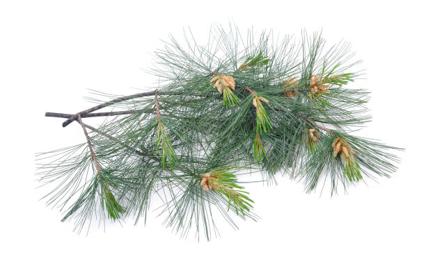 Swiss stone pine Swiss stone pine branch isolated on white pinus pinea photos stock pictures, royalty-free photos & images