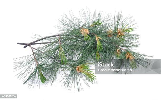 Swiss Stone Pine Stock Photo - Download Image Now - Pinus Cembra, Cut Out, Twig