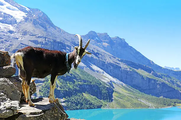 Mountain goat is standing high on the rocks overlooking Oeschinensee lake in Switzerland