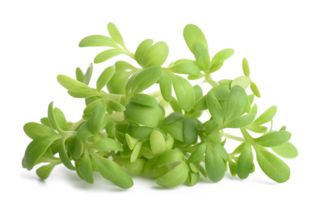 Watercress (Lepidium sativum) cress bunch isolated on white background cress stock pictures, royalty-free photos & images