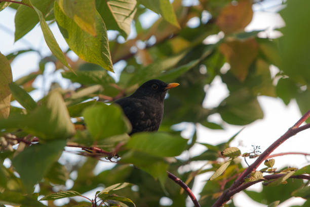 istock blackbird in green foliage 639317598