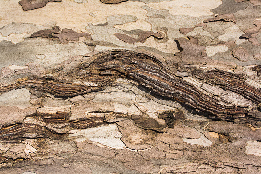 old flawed tree bark texture, wooden backdrop