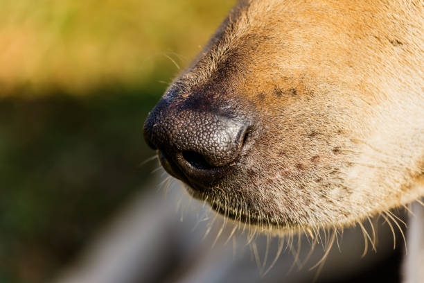 istock Detail of a mixed breed dog muzzle 639318582