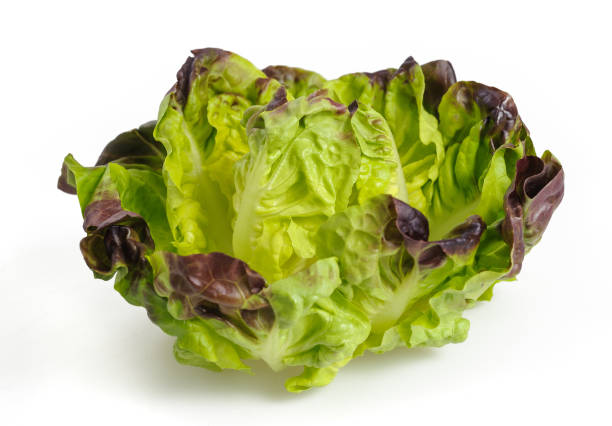 frescas salada de alface - bibb lettuce imagens e fotografias de stock