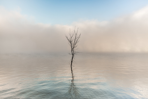 Morning over the lake and alone tree in water with fog background.