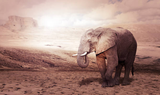 istock african elephant in desert 639320746