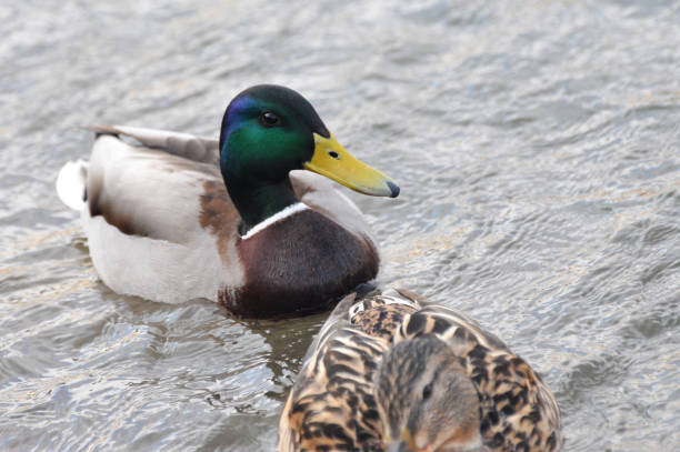 istock Duck - Mallard (Male) 639321202