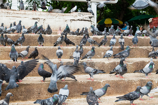 Pigeon many group stand on stair