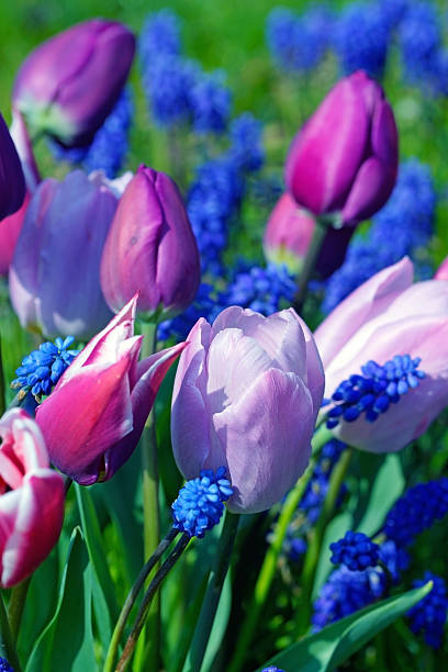тюльпаны и виноград гиацинты  - close up flower high contrast spring стоковые фото и изображения