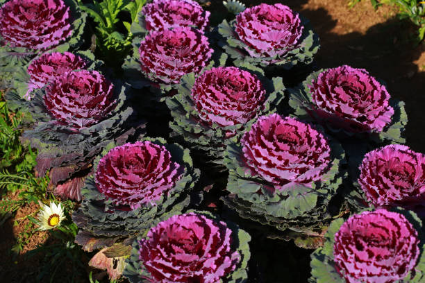 istock raw Pigeon red cabbage in garden 639324042