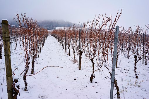 A snow-covered vineyard in Winter.