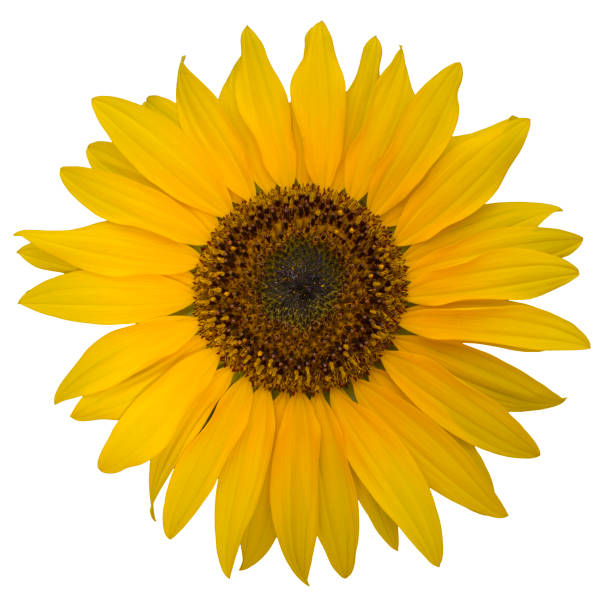 istock Open yellow blossom of sunflower 639326370