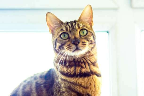 istock Bengal cat is sitting against the window 639328228