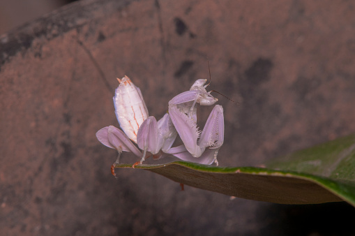 pink orchid mantis on leaf limb