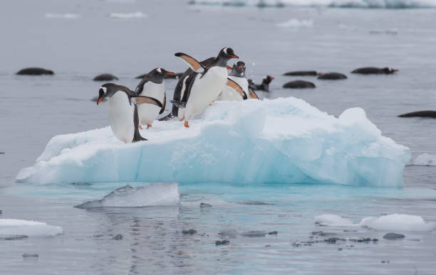 istock Gentoo Penguins walk on the ice 639331096
