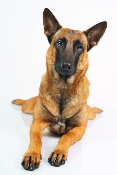 istock Belgian Shepherd dog Malinois lying down on a white background 639331134