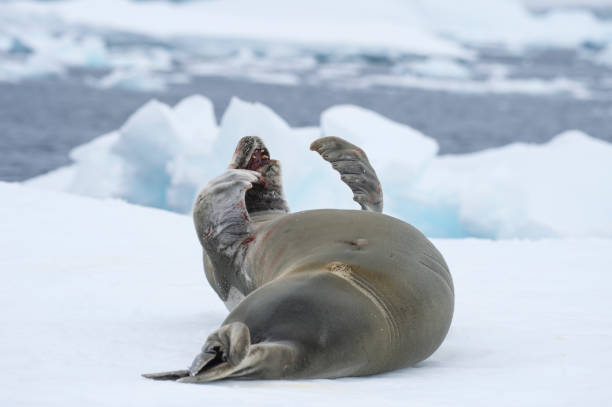 istock Crabeater seals on the ice. 639331330