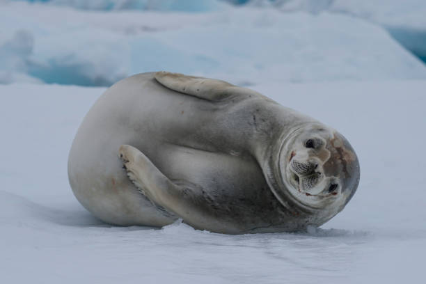 istock Crabeater seals on the ice. 639331482