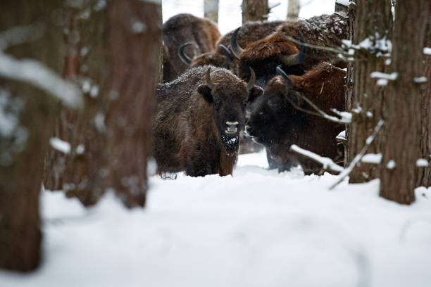 istock European bison in the beautiful white forest during winter time 639331702