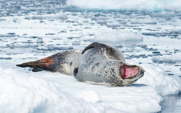 istock Leopard Seal on Ice Floe 639331794