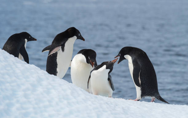 istock Adelie Penguin jump 639332156
