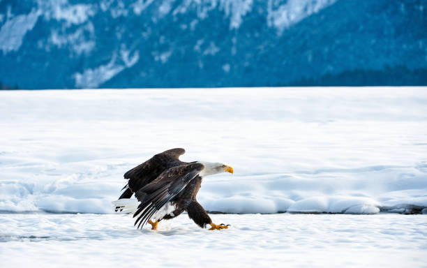 istock The Adult Bald eagle 639332310