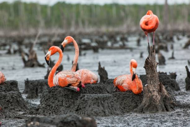 istock The American Flamingos 639332400