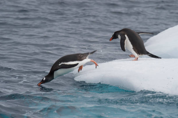 istock Gentoo Penguin jump in water 639332986