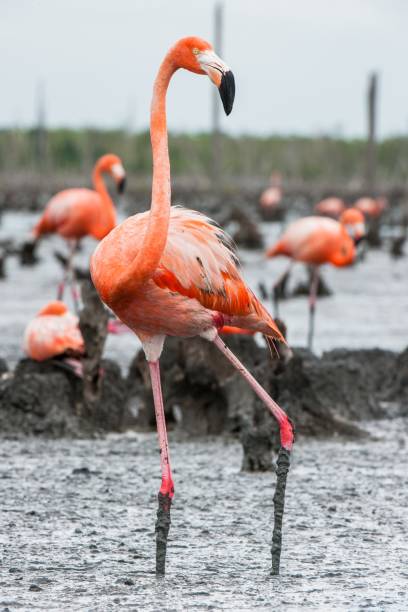 istock American Flamingos 639333222