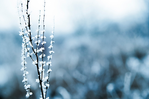 Tree branches are covered with a crust of ice after icy rain. Natural disaster.