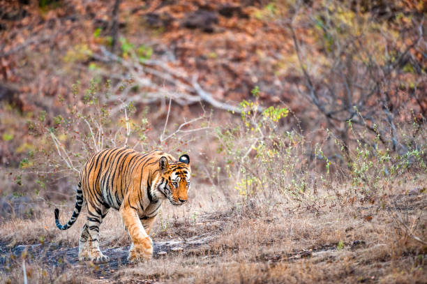 istock Young Bengal tiger in natural habitat. 639333568