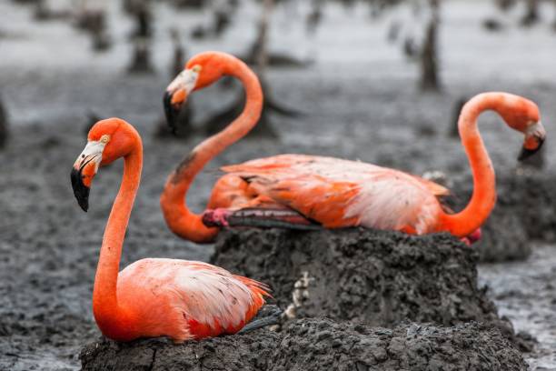 istock American Flamingos 639333638