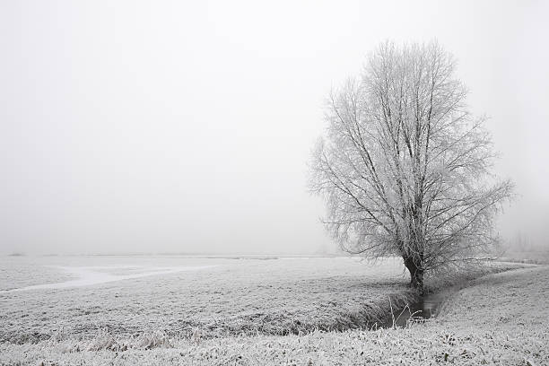 istock Solitary tree in a frozen winter landscape 639333742